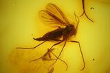 Fossil Wasp, Flies and a Mite In Baltic Amber #139013-1